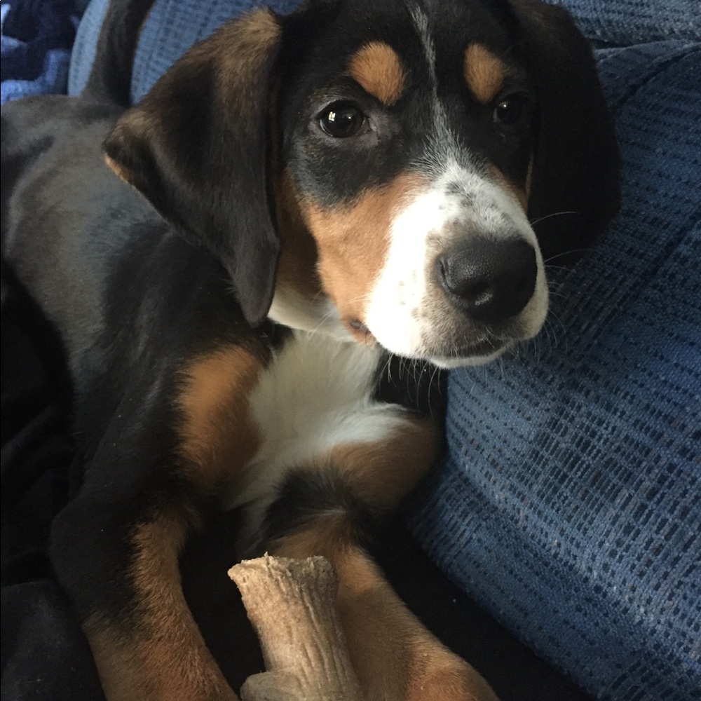 Meet your Posher, Charlie